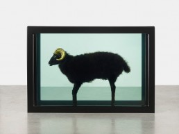 Damien Hirst, Black Sheep with Golden Horns