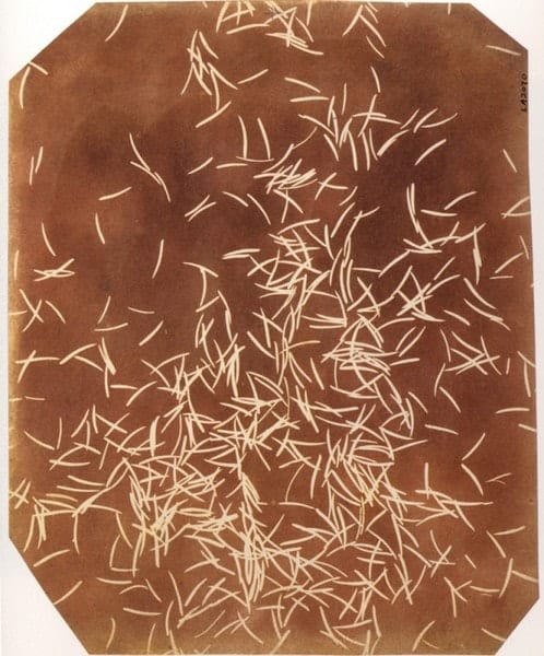 William Henry Fox Talbot - A Cascade of Spruce Needles - 1839