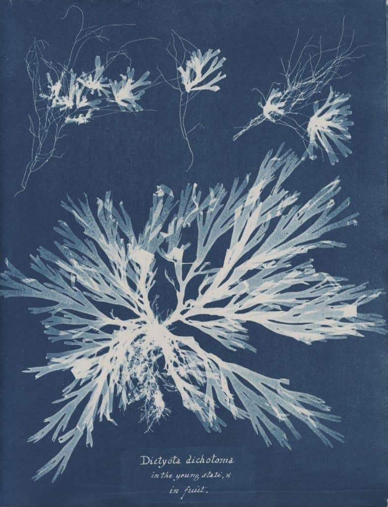 Anna Atkins - Dictyota dichotoma in the young state and in fruit - cameraless cyanotype