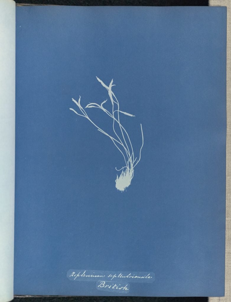 Anna Atkins and Anne Dixon - Asplenium septentrionale, British - 1853. cameraless cyanotype.