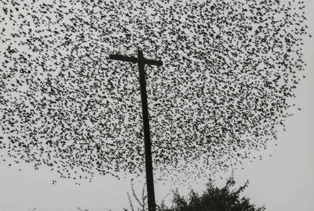 Graciela Iturbide