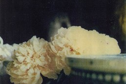 Cy Twombly photographs, Peonies