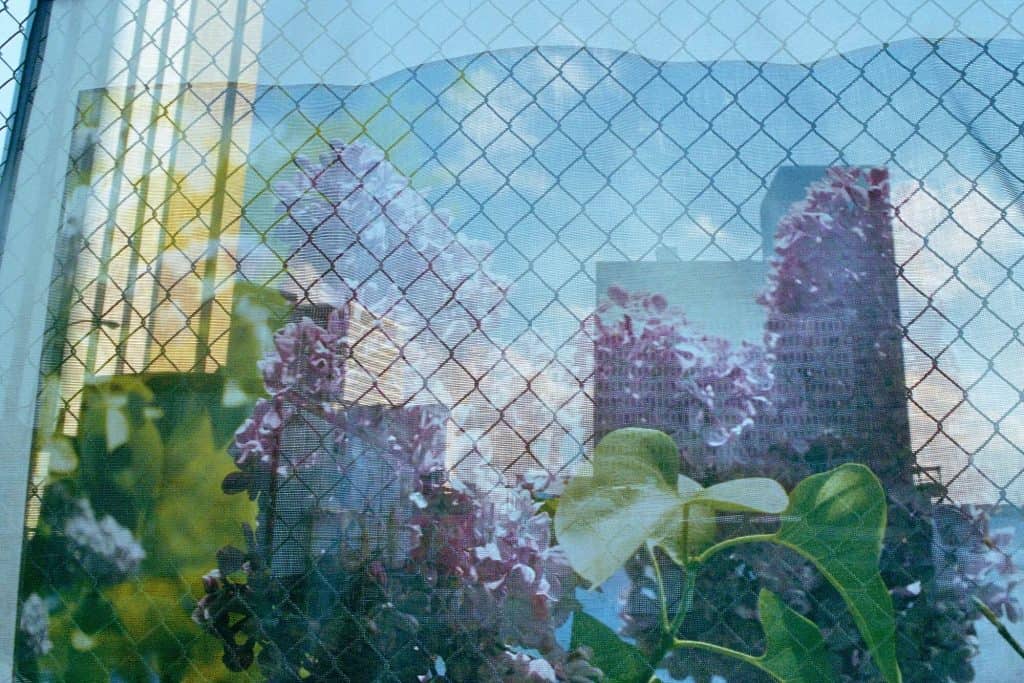 Lilac Festival Scrim by Rebecca Norris Webb, one of the most famous color photographers 